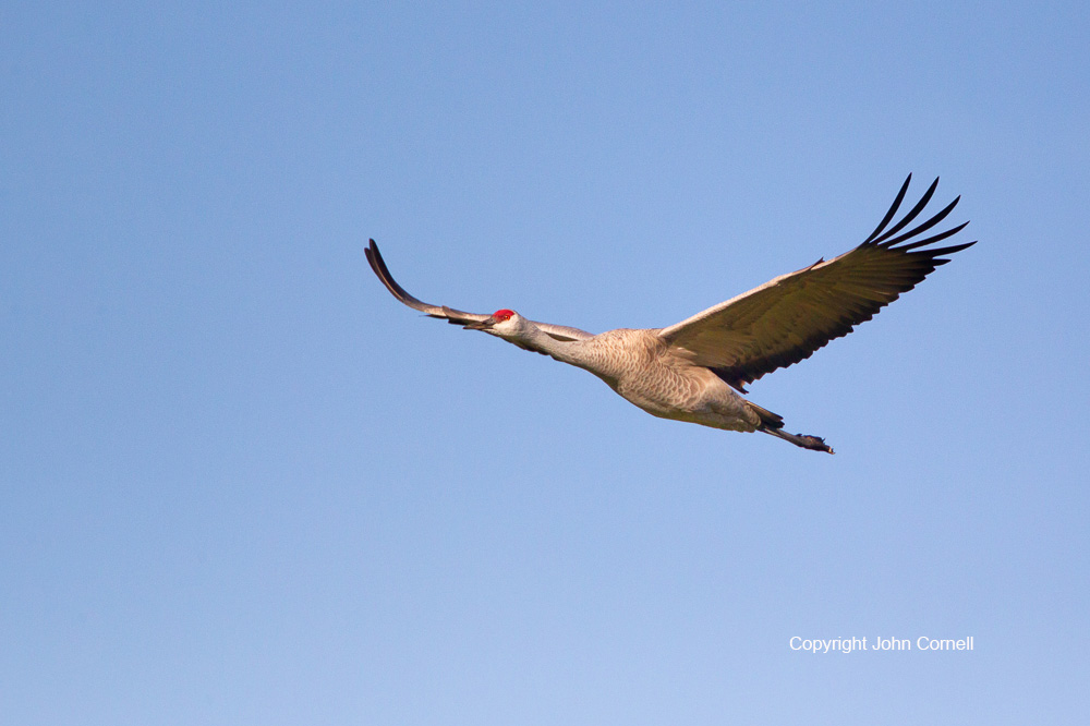 Crane;Flying Bird;Grus canadensis;Photography;Sandhill Crane;action;active;aloft;behavior;birds;color image;flight;fly;flying;in flight;motion;movement;one animal;soar;soaring;wing;winged;wings